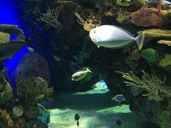 -瑞普利水族馆