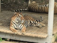 -石家庄市动物园