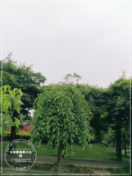 -太湖雪蚕桑文化园
