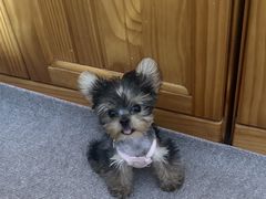 -萌宠之家·腊肠犬·马尔泰·小体犬舍