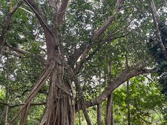 -中国科学院西双版纳热带植物园