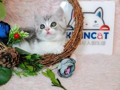 -十年猫舍·猫咪专门店(普陀店)