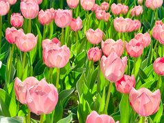 -洛阳郁金香牡丹园