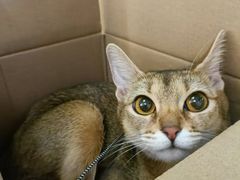 -康乐宝动物医院