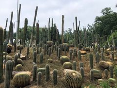 -深圳仙湖植物园