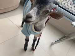 -怪兽屋·羊驼·猫咖·狗咖(俊华广场店)