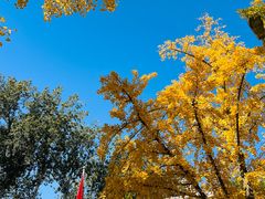 -三里屯东五街银杏大道