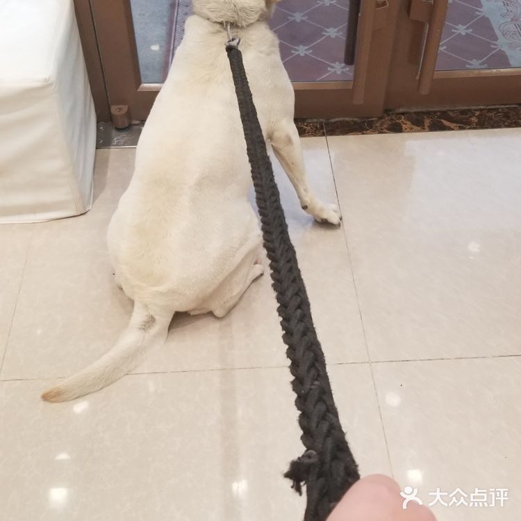 为什么狗狗要定期洗澡