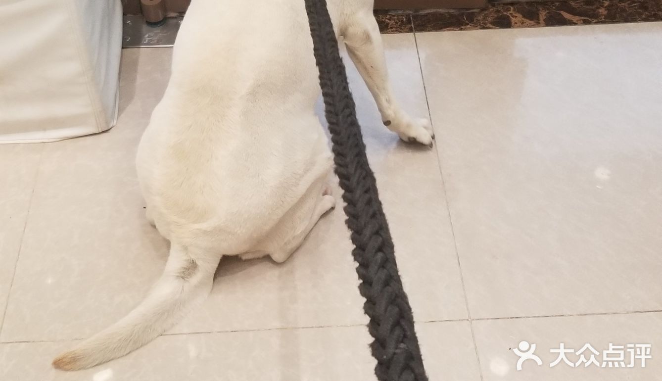 为什么狗狗要定期洗澡
