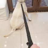 为什么狗狗要定期洗澡