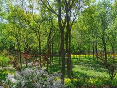 -大兴滨河森林公园