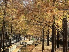 -白水寺森林公园