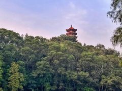 -深圳仙湖植物园