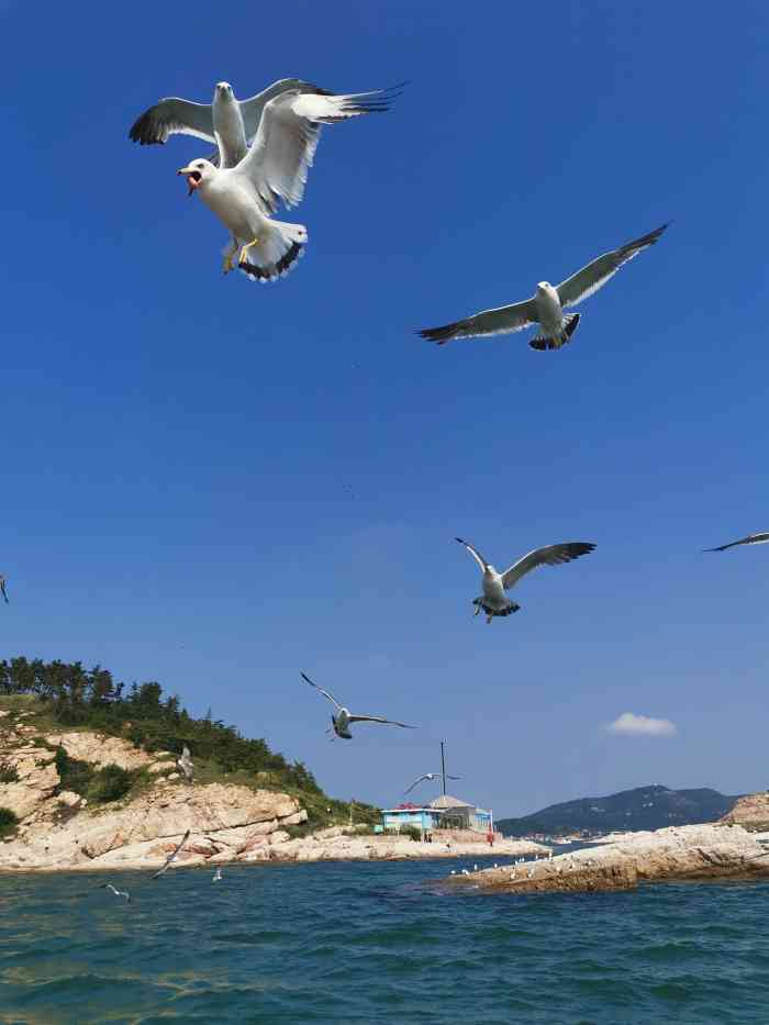 长岛万鸟岛-"美团180--190,有很多当地人会说帮."-大众点评移动版