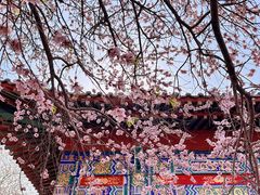 -桃花堤公园