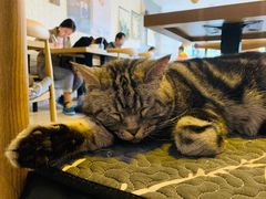 -平行世界·猫咖(首经贸店)