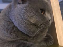 -东方名猫馆·英短金渐层布偶猫舍(环线广场1号楼店)