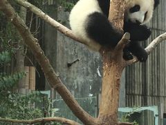 -成都大熊猫繁育研究基地
