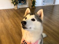 -Husky Go! 哈士奇体验馆·宠物咖啡厅狗咖