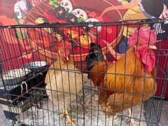 -东方削面(操场城街店)