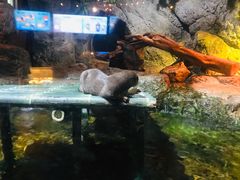 -暹罗海洋世界