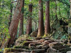 -天目山大树王景区