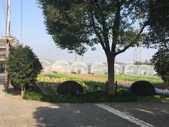 -宏泰园蔬果专业合作社