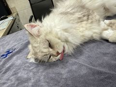 -动物缘宠物医院·骨科·猫科(西二环店)