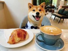 -萌宠之家·腊肠犬·马尔泰·小体犬舍