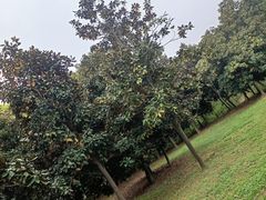 -蜀冈西峰生态公园