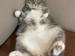 -MOCHA明星猫咖(田子坊店)