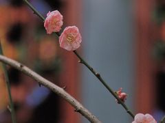 -青羊宫