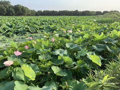 -荷塘月色湿地公园·向阳花洲