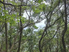 -梧桐山风景名胜区