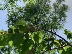 -天津东丽湖风景区