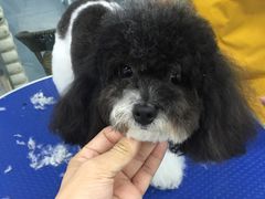 -瑞派宠物医院·24小时骨科·心脏·核磁(哈尔滨南岗店)