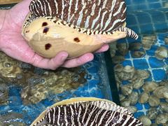 -海之鲜大排档(东山海鲜金銮湾店)