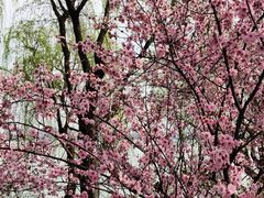 -金鸡湖桃花岛