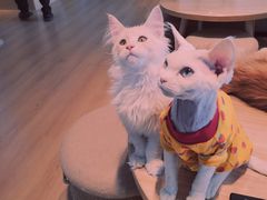 -猫腻·猫咖·撸猫馆(星光大道店)