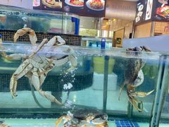 -欢乐海岸美食联盟