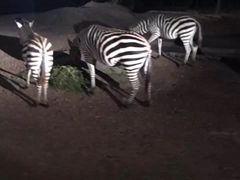 -清迈夜间动物园