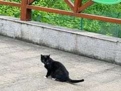 -中国扬子鳄村