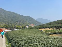 -龙坞茶村