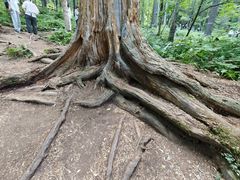 -五营红松林海景区