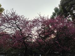-杭州植物园