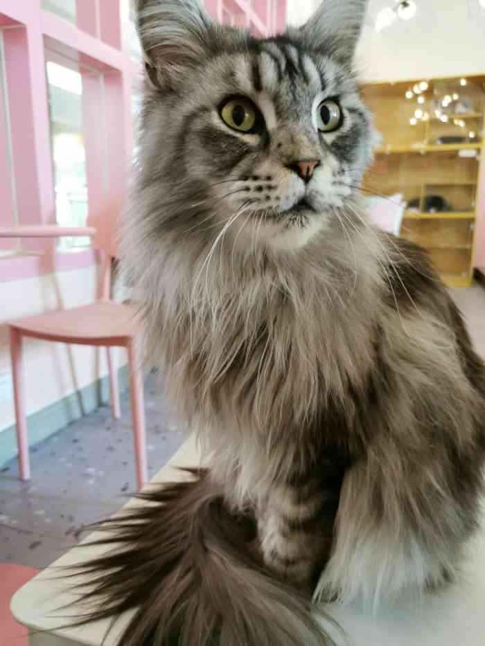 喵匠猫主题咖啡凯德和平广场店