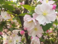 -海棠花溪(元大都城垣遗址公园)