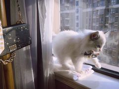 -Bastet sally猫舍购宠(静安店)