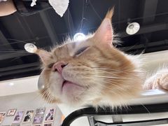 -藏猫猫咖啡主题馆(中央大道店)