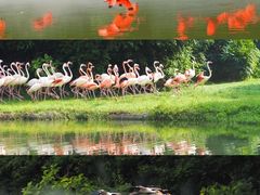 -广州长隆飞鸟乐园